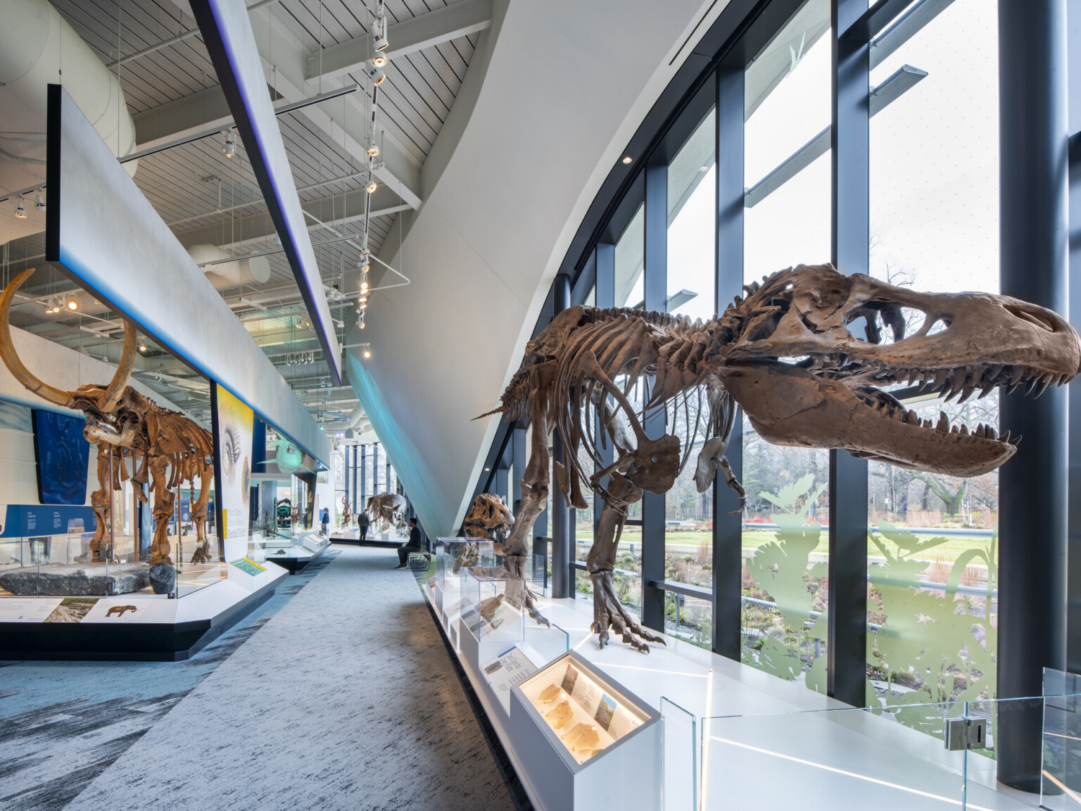 Cleveland museum of natural history; large t-rex skeleton to the right of the image with large skeleton exhibits