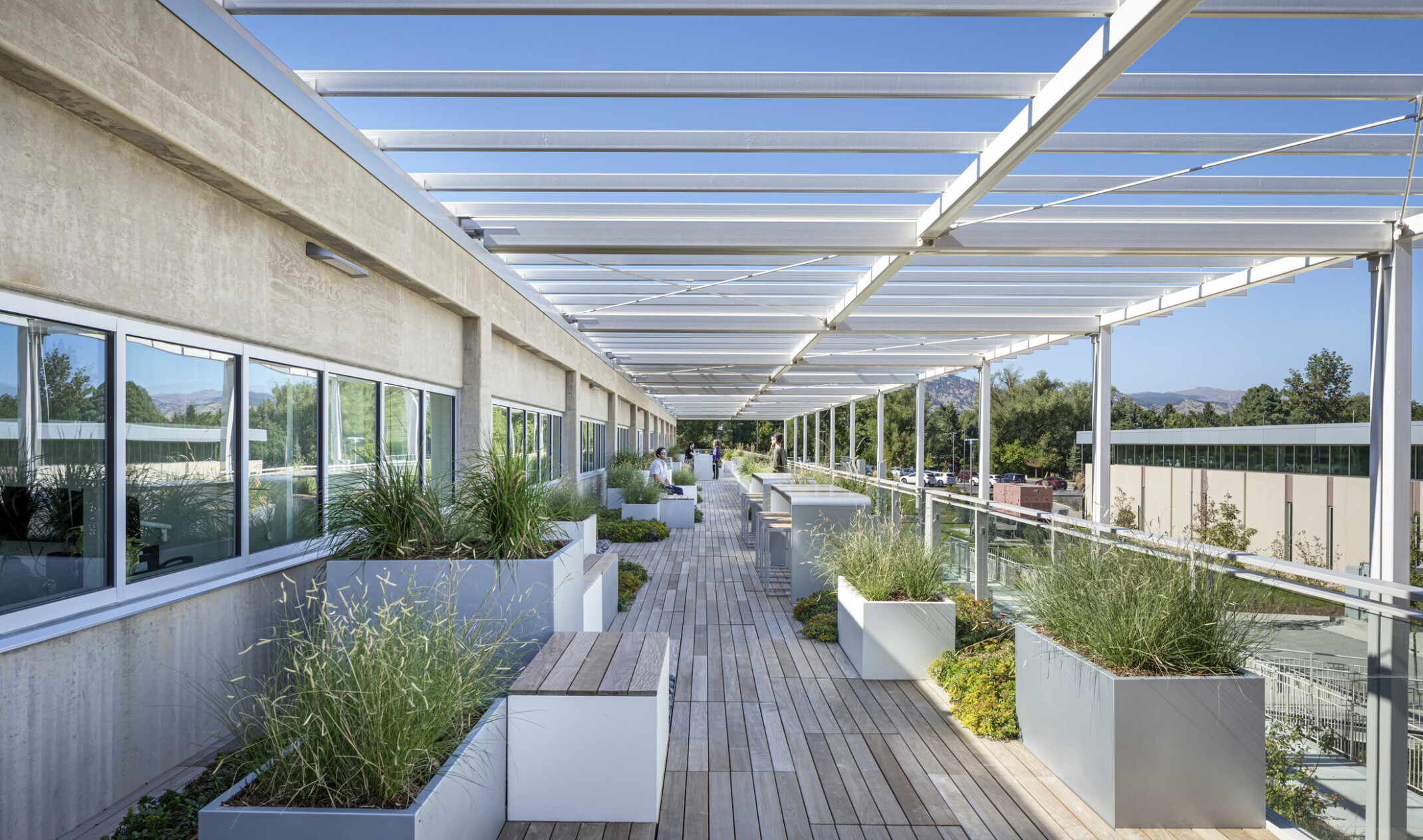 Outdoor walkway filled with plants in white planters on wooden decking