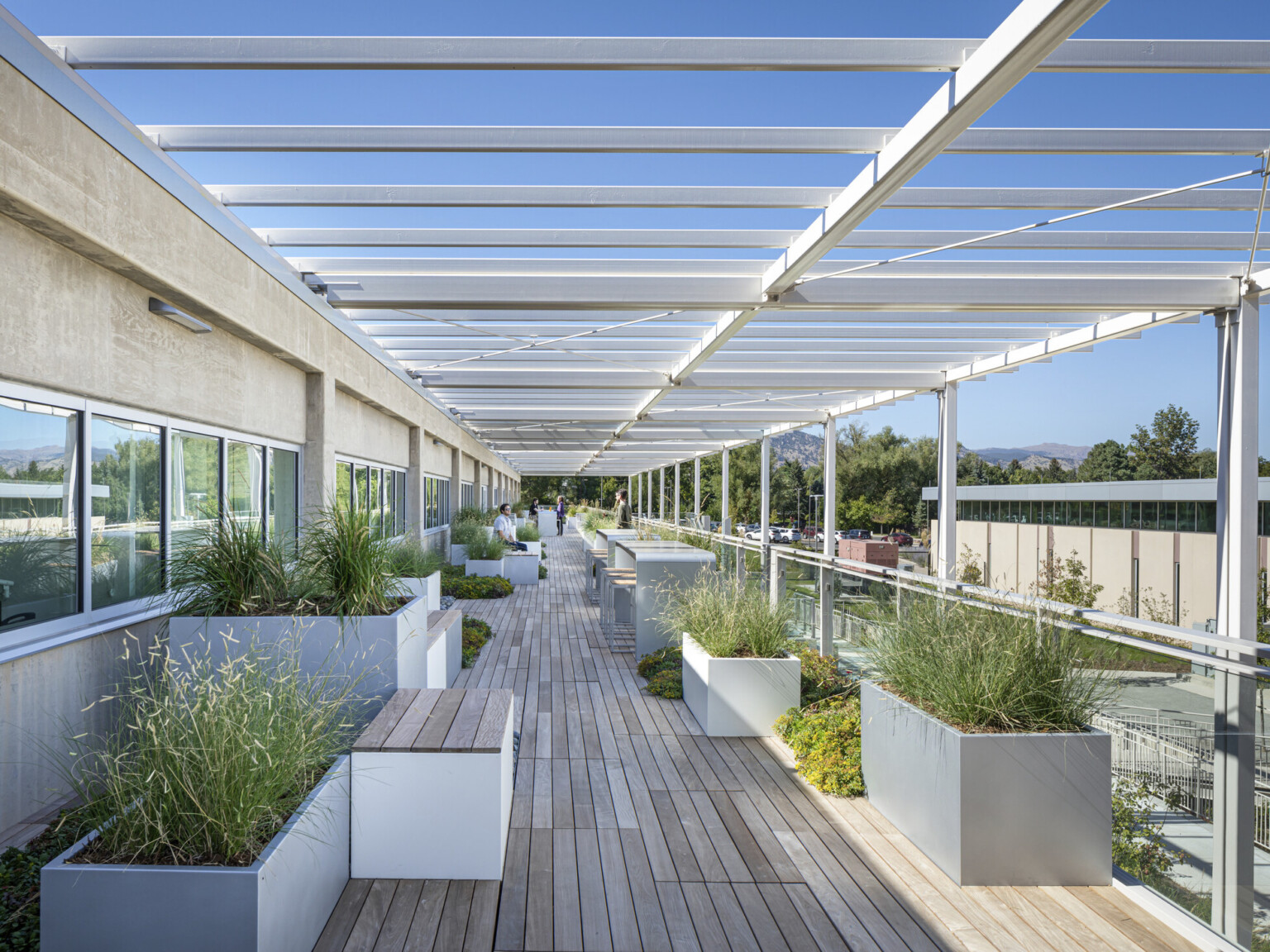 Outdoor walkway filled with plants in white planters on wooden decking