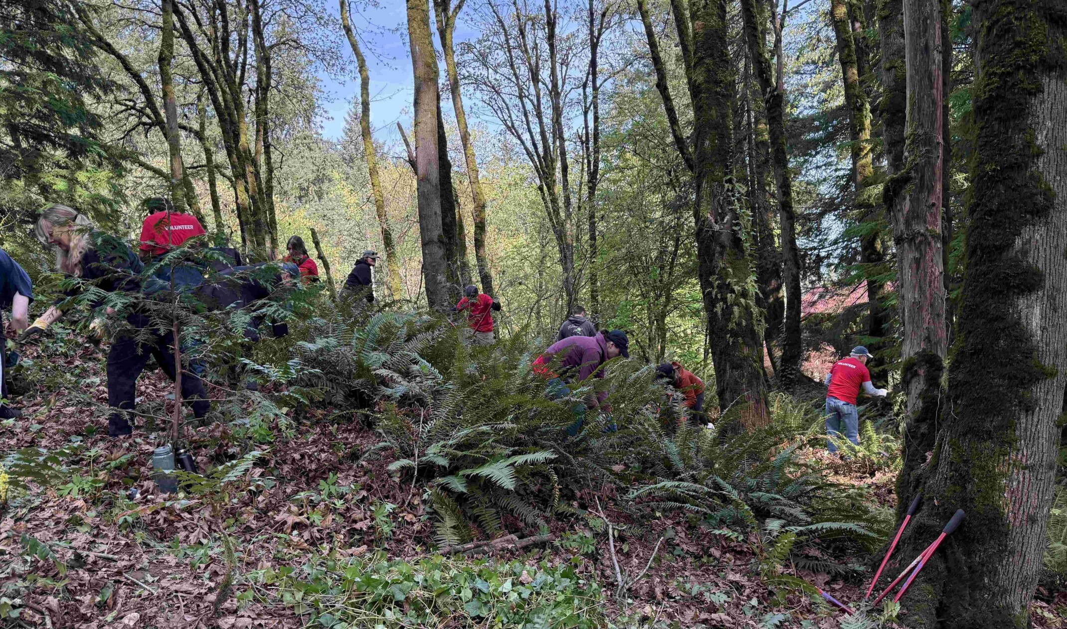 Forest green space with DLR Group employees attending to the plants in the background