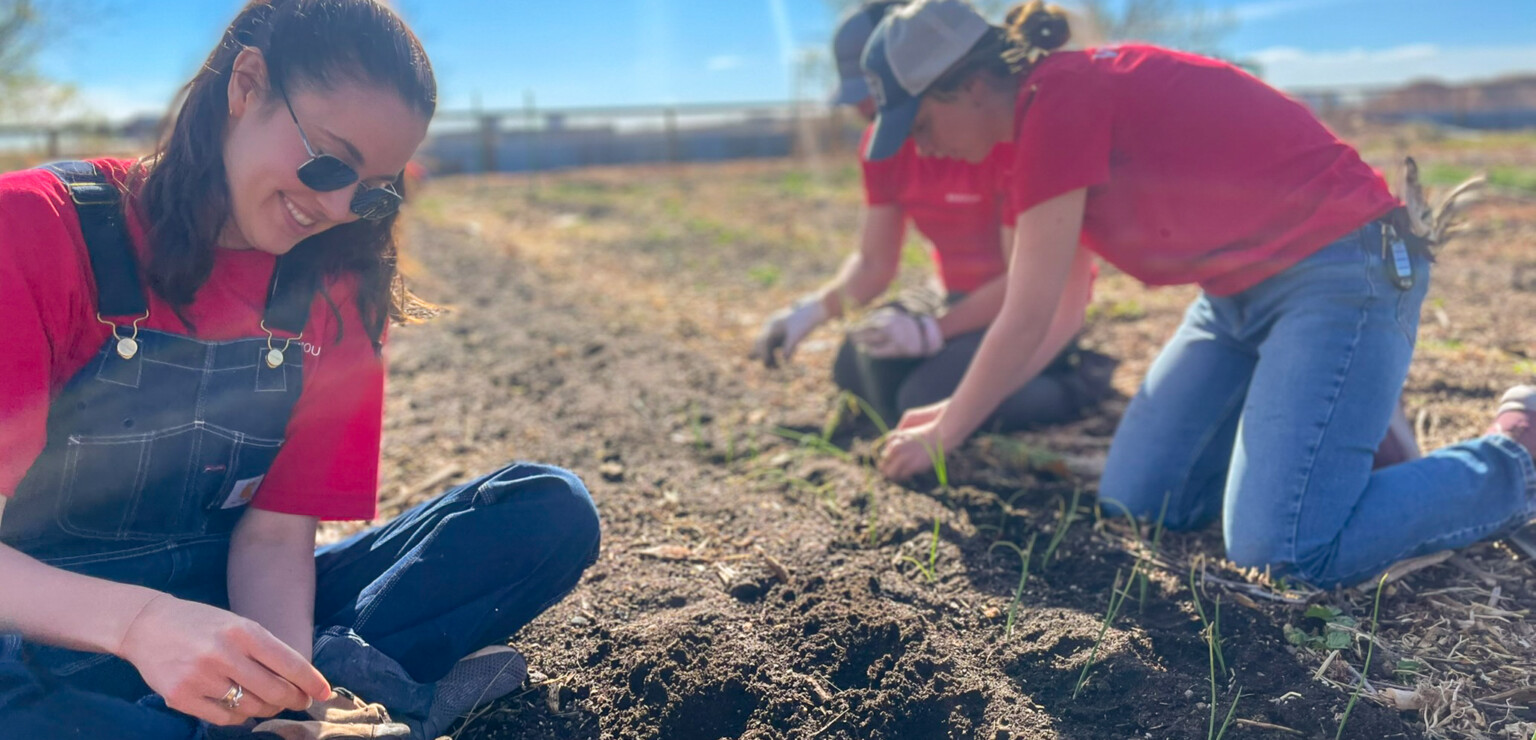 crop farm with DLR Group employees attending to the plants