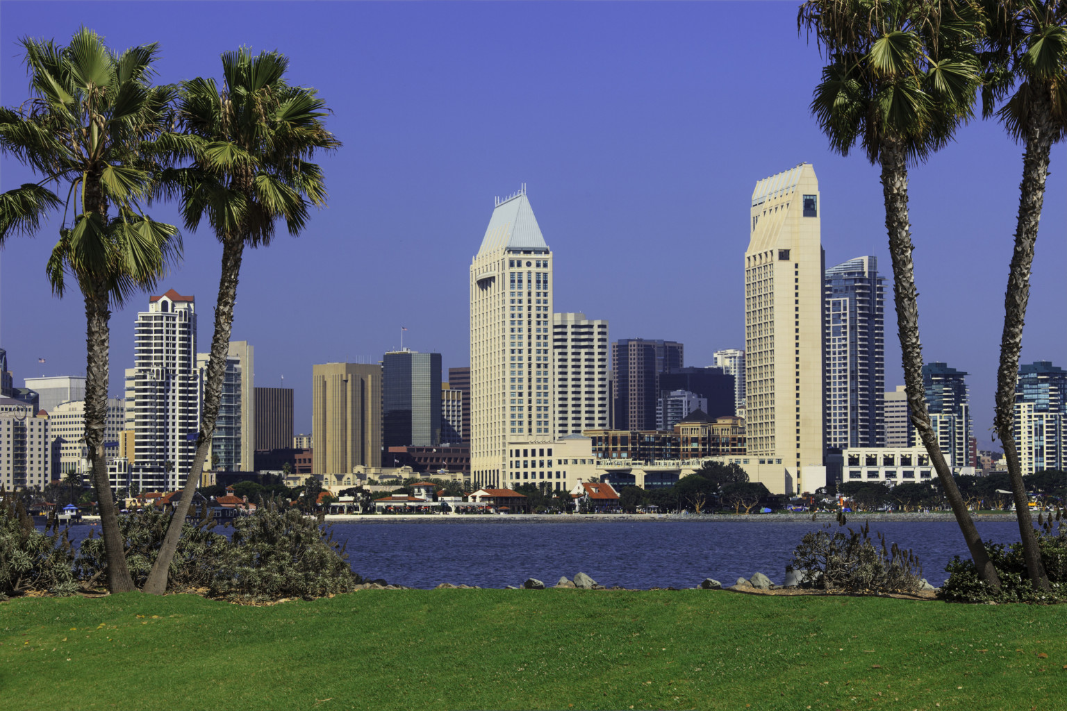 City Skyline Of San Diego with palms trees and grass