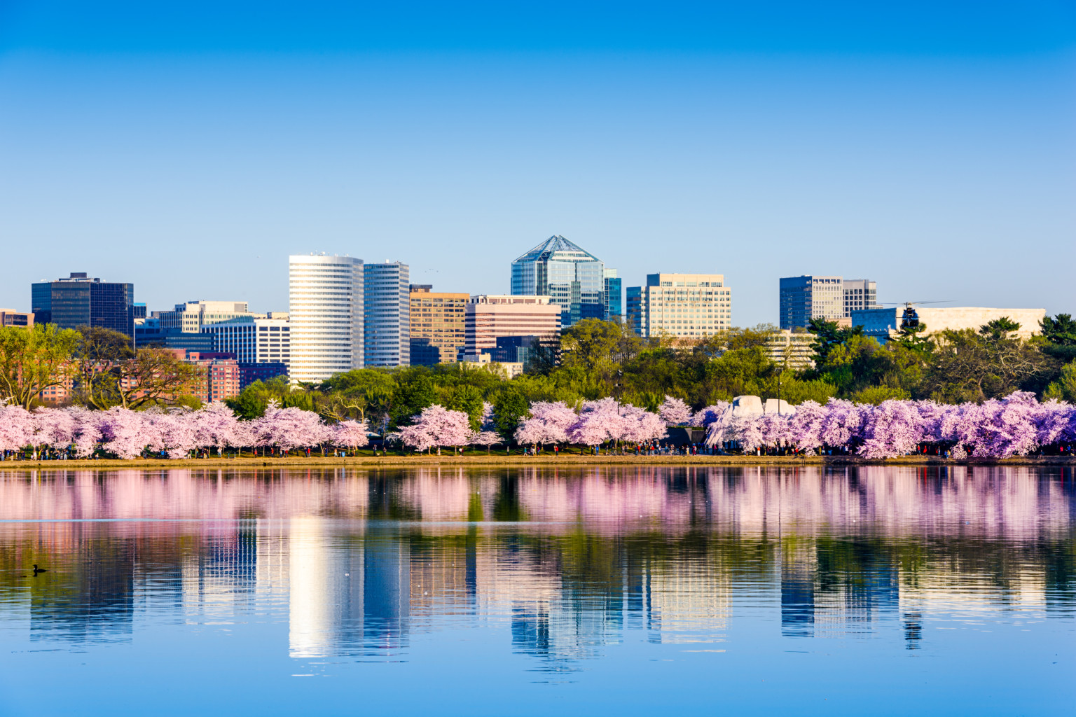 Washington, D.C. at the Tidal Basin during cherry blossom season with the Rosslyn business distict citycape